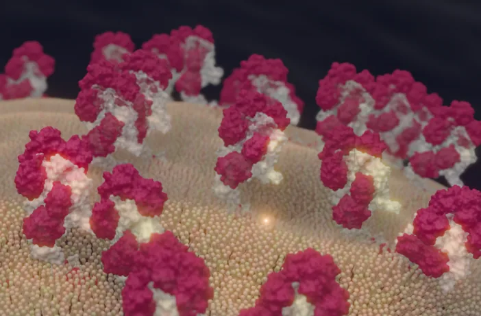 Illustration of accessible epitopes on a tumor cell surface