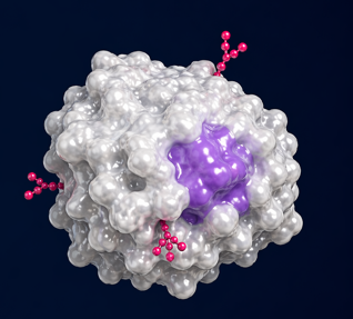 Molecular rendering of a hypo-glycosylated tumor-associated proteoform with fewer surface glycans and an exposed epitope