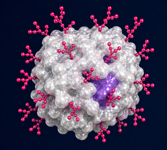 Molecular rendering of a densely glycosylated healthy proteoform with a masked epitope